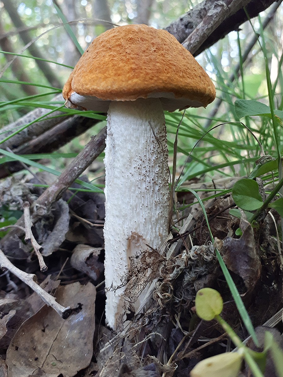 Гриб красноголовик ложный