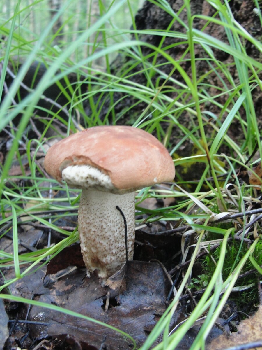 Подосиновик Боровой