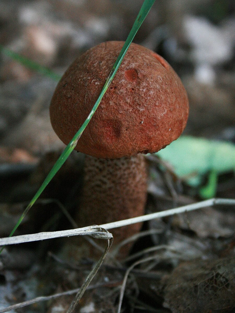 Двойник подосиновика