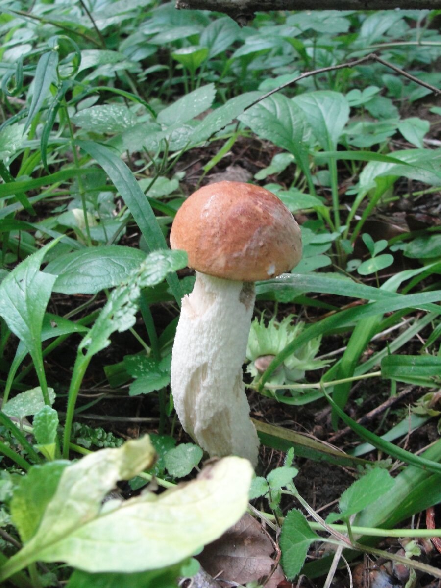 Белый красноголовик