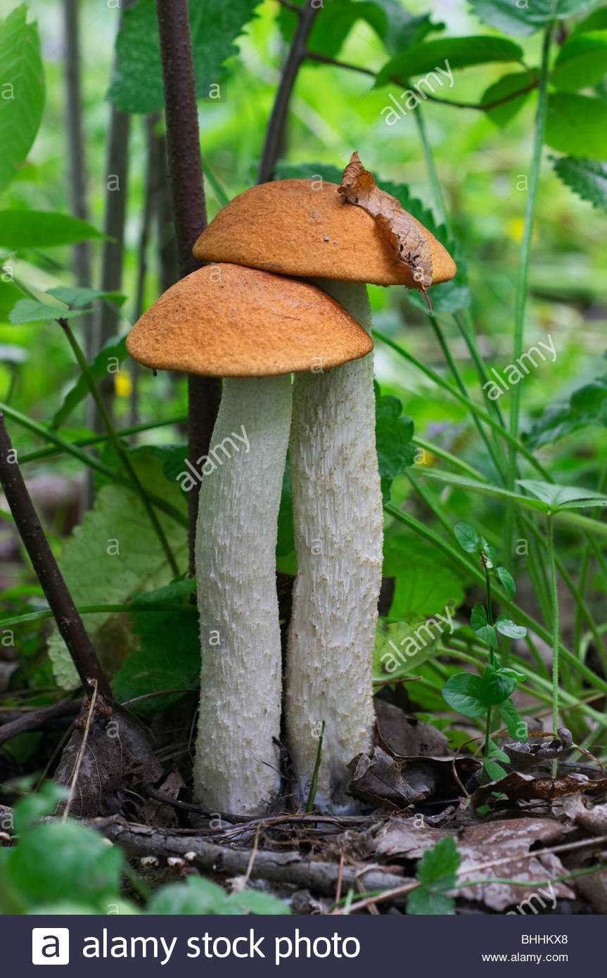 Подосиновик Сосновый