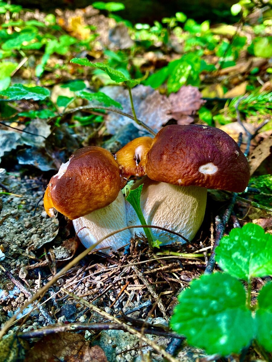 Белые грибы фото в лесу