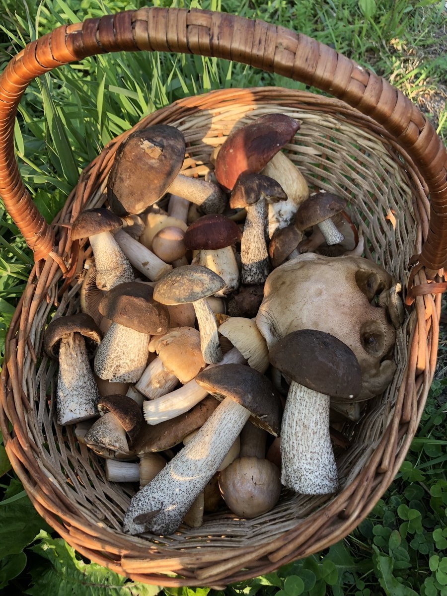 Поляна подберезовиков подосиновиков белых грибов