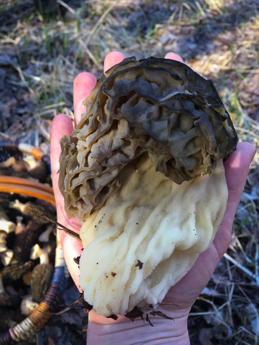 Сморчок великан