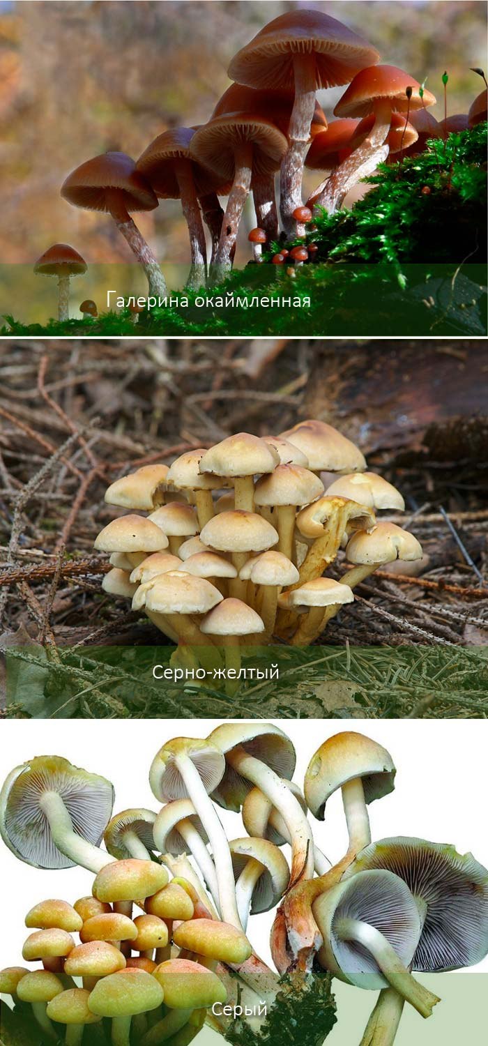 Шампиньон желтокожий грибы