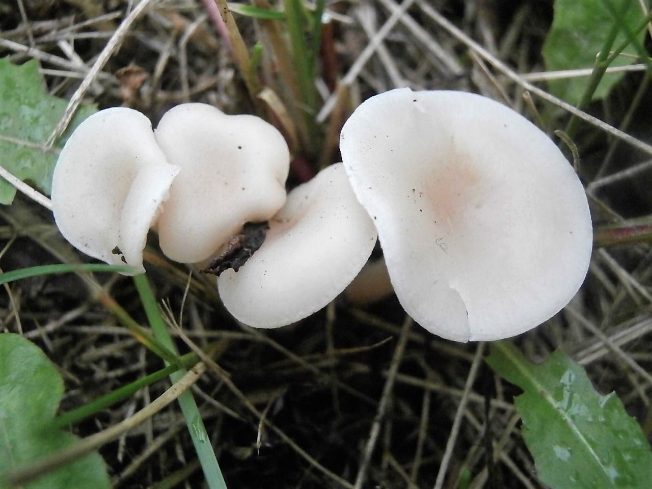 Изжелта белые. Гигрофор желтовато-белый. Гигрофор желтовато белый гриб. Гигрофор желтовато-белый (Hygrophorus eburneus). Гигрофор белоснежный.