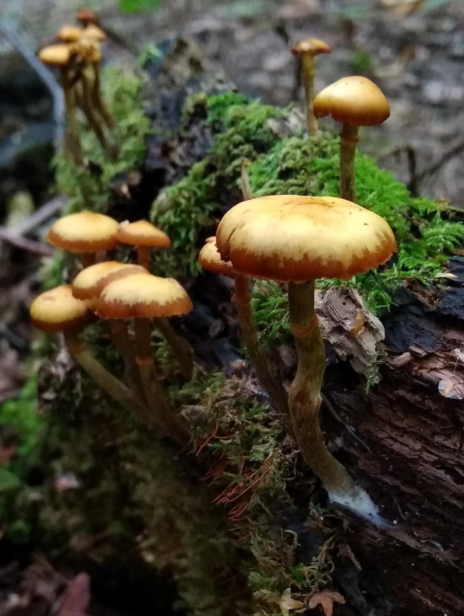 Kuehneromyces vinicolor