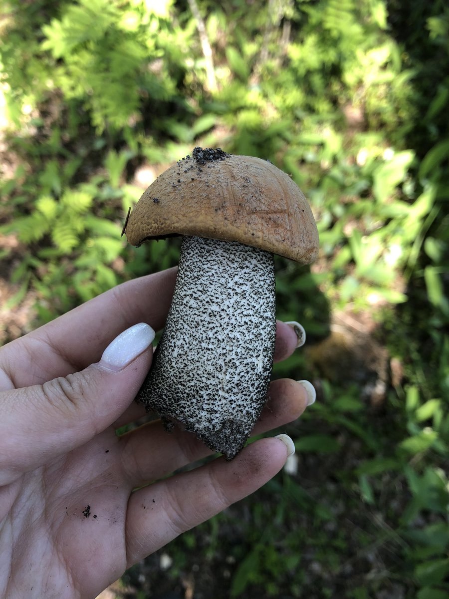 Белый гриб и подосиновик