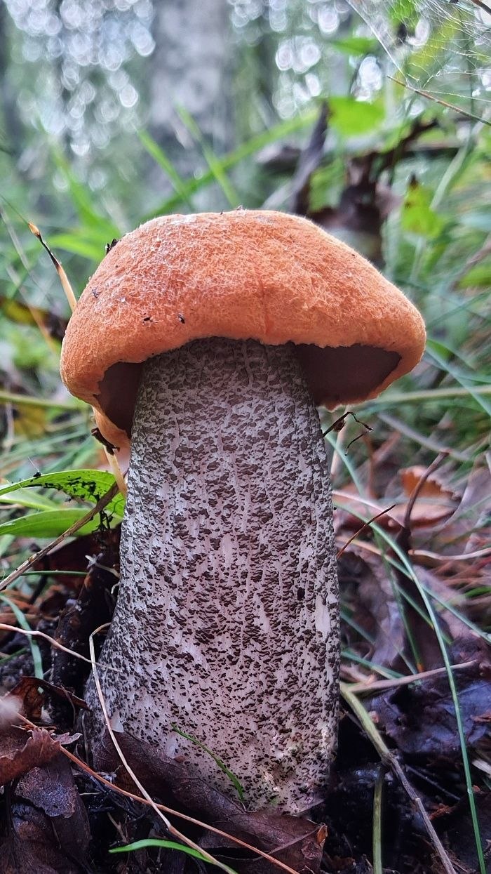 Грибы в Ленинградской области 2021