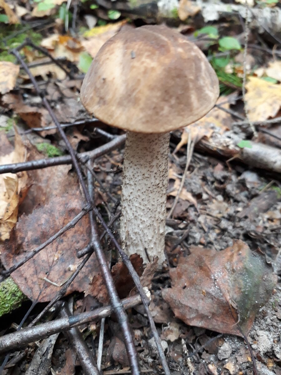 Грибы на камнях