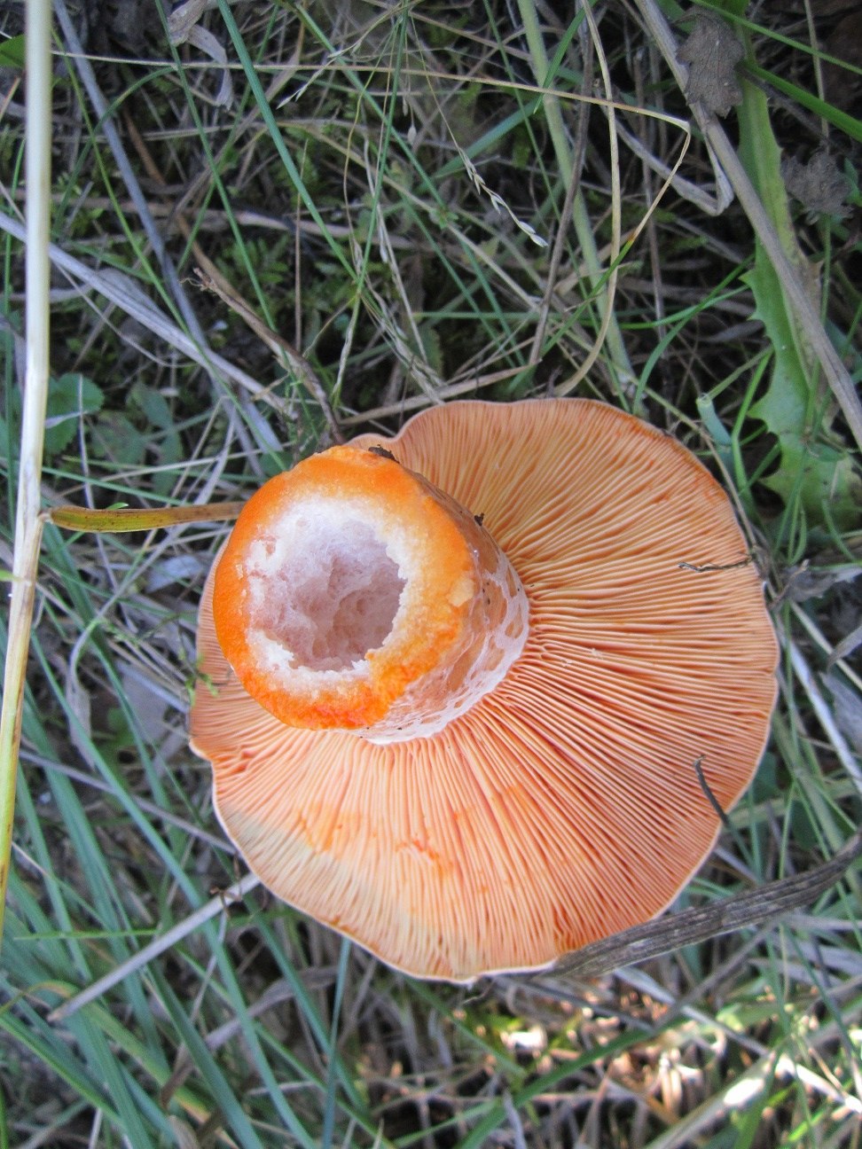 Покажи рыжика. Рыжик-млечник. Рыжик Боровик гриб. Грибы рыжики и волнушки. Рыжик Сосновый/Боровой (Lactarius deliciosus);.