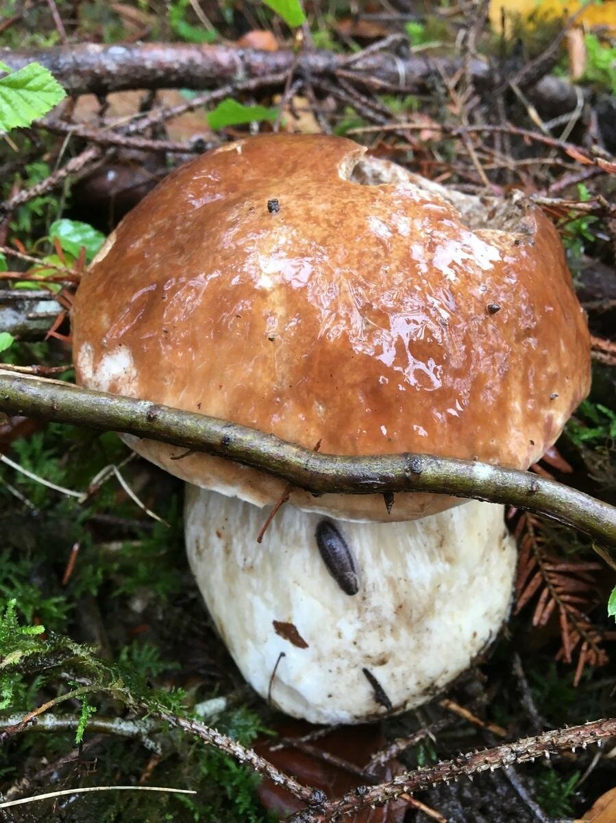 Подорешник молочай