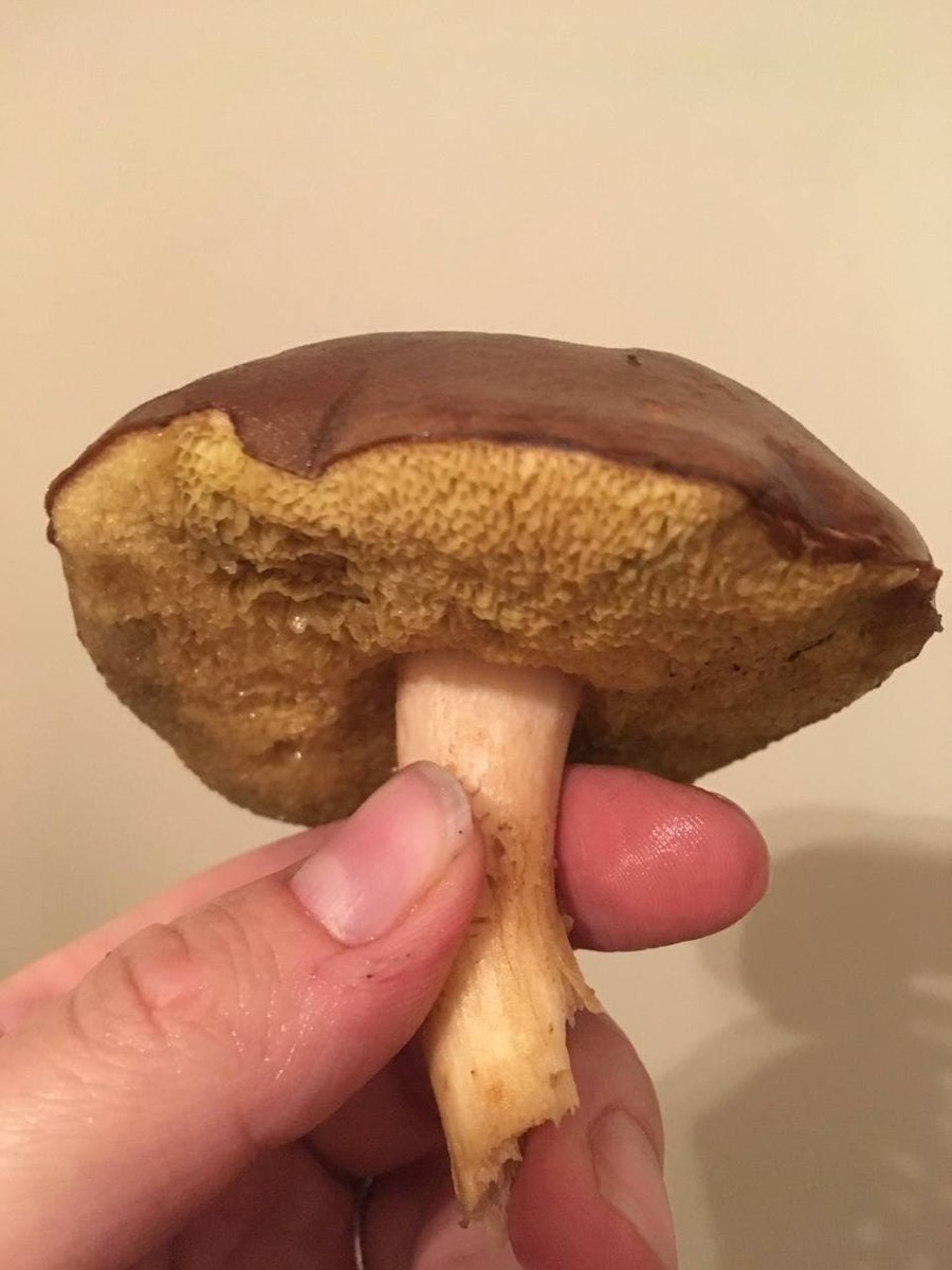 Полубелый гриб (Hemileccinum impolitum)