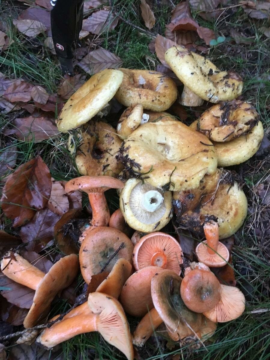 Лисички грузди опята