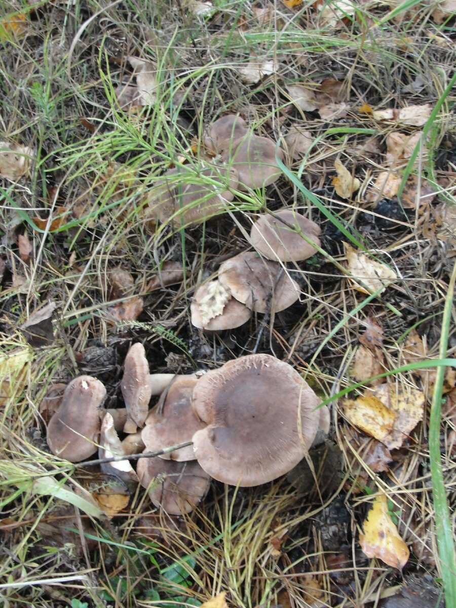 Крымские грибы паутинник