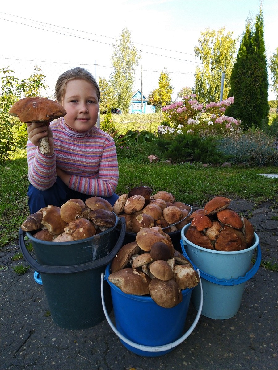 Сбор грибов Малиновка