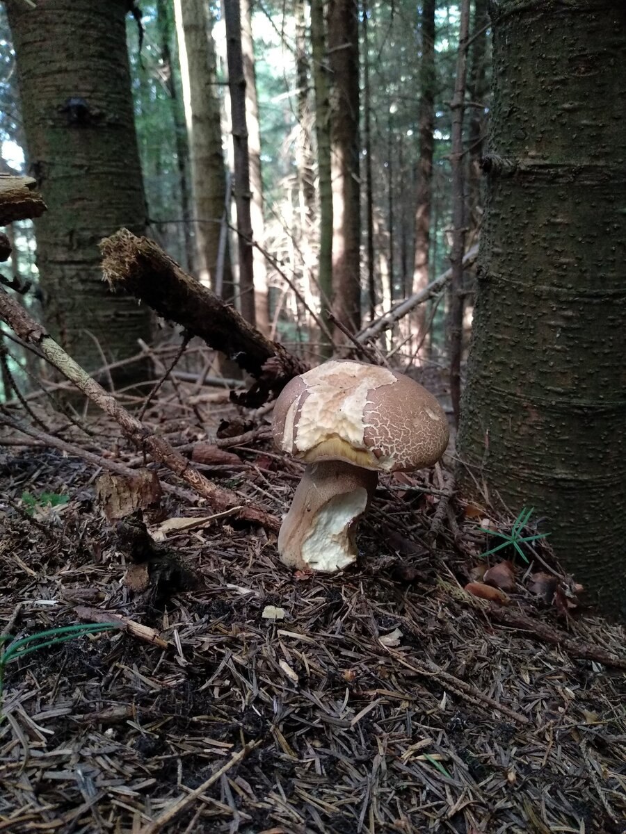 Грибы великаны (57 фото)