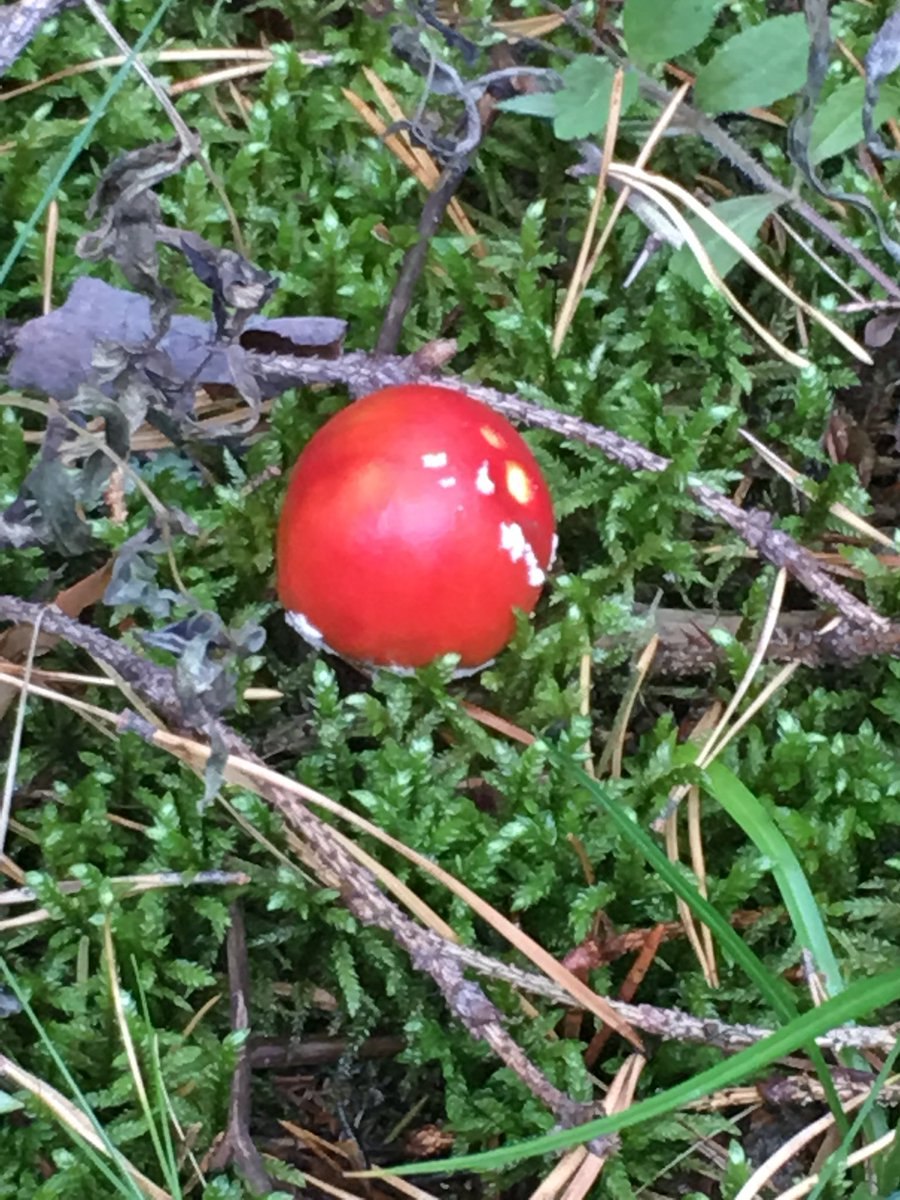 Гриб сам грипп