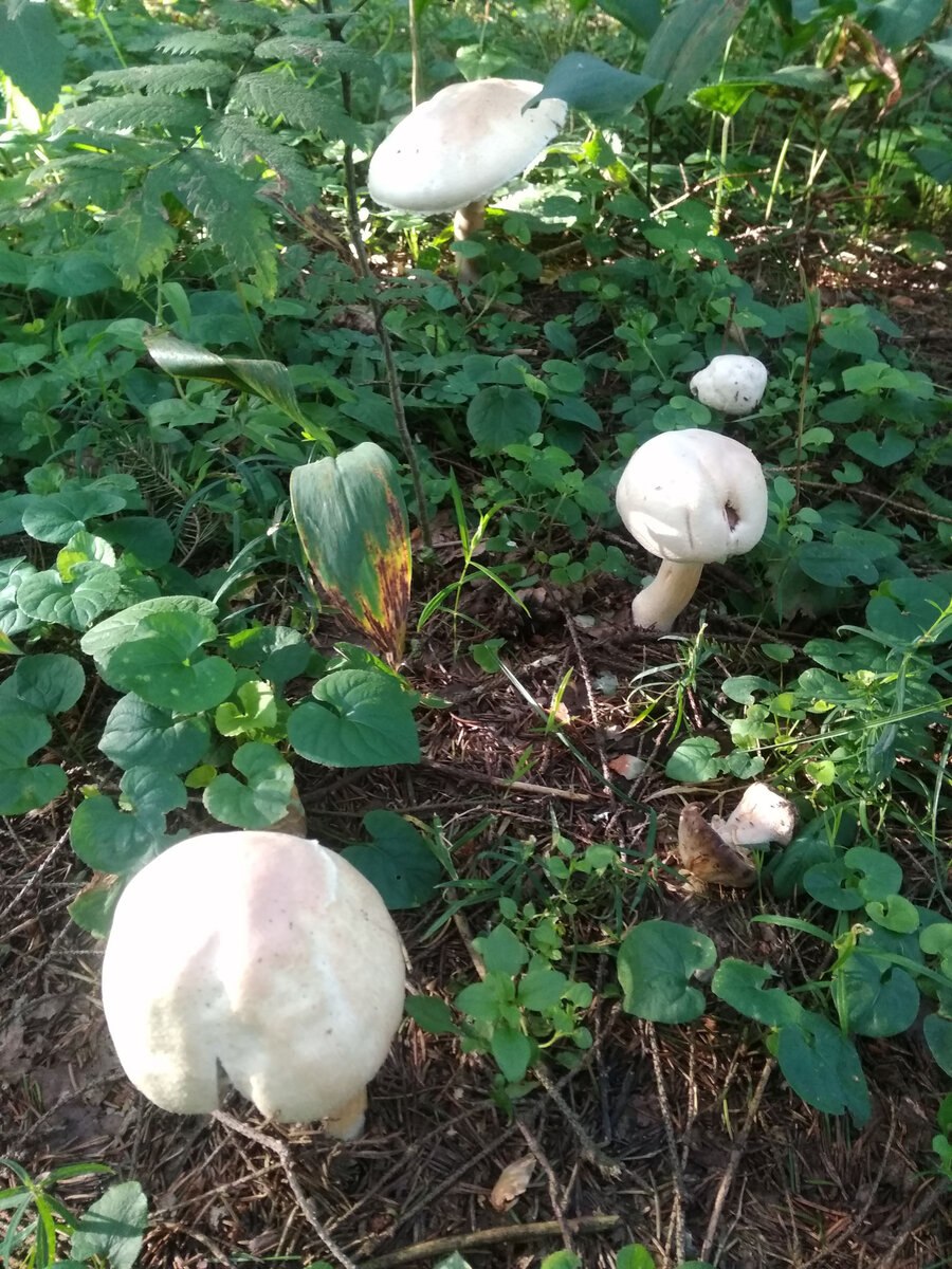 Гриб шампиньон Лесной и поганка