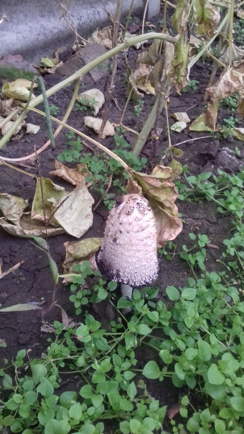 Подземные грибные сады