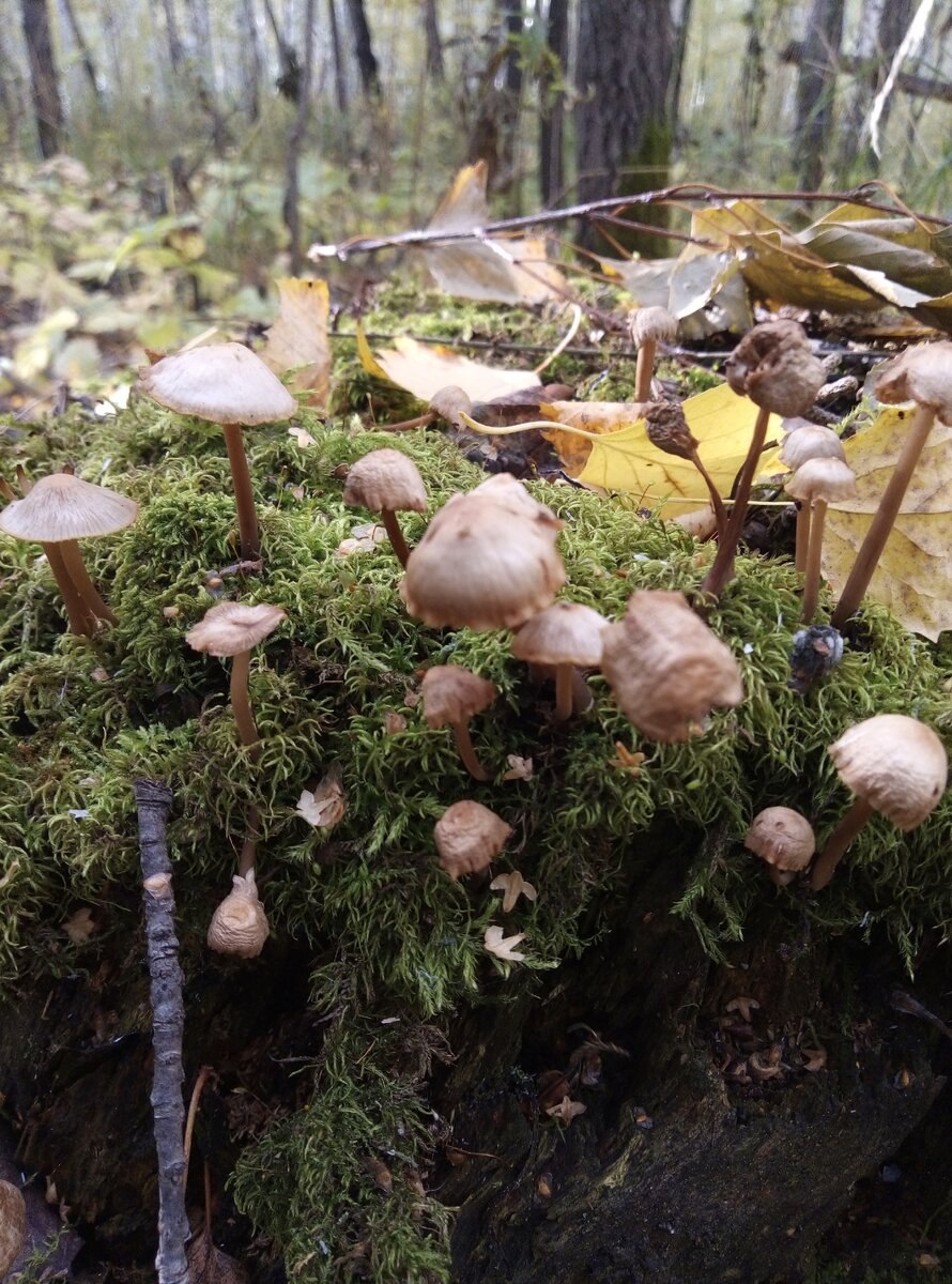 Грибы Белгородчины поганки