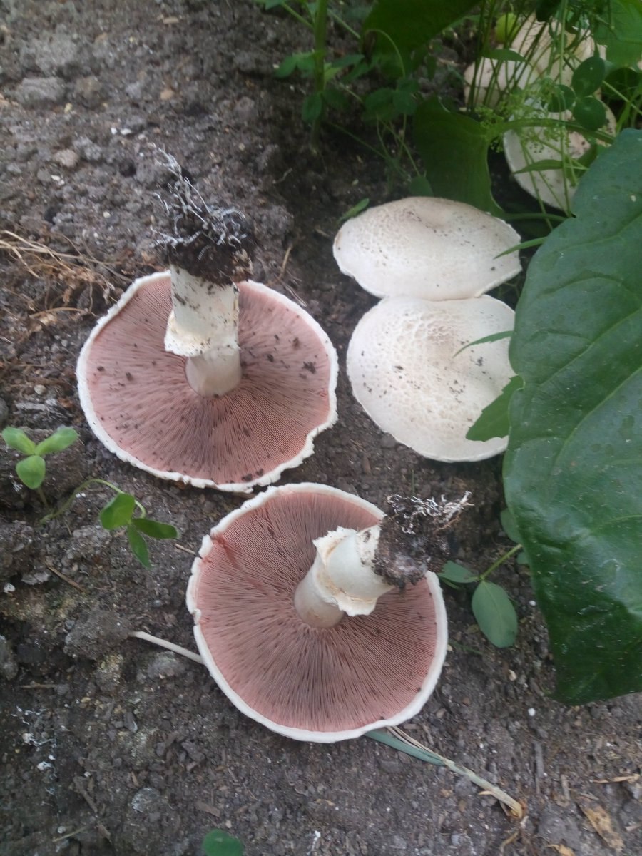 грибы растущие на навозе фото и названия