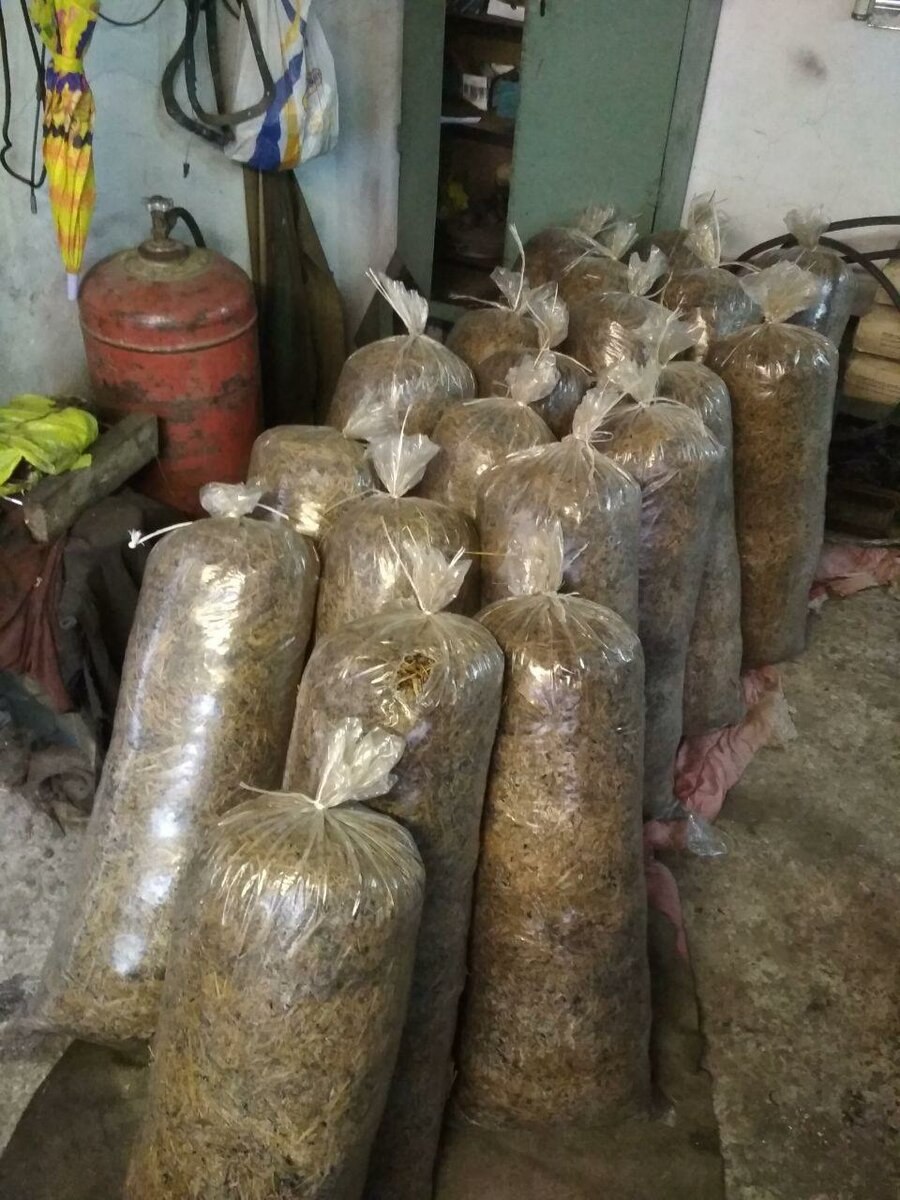 Вешенка в погребе