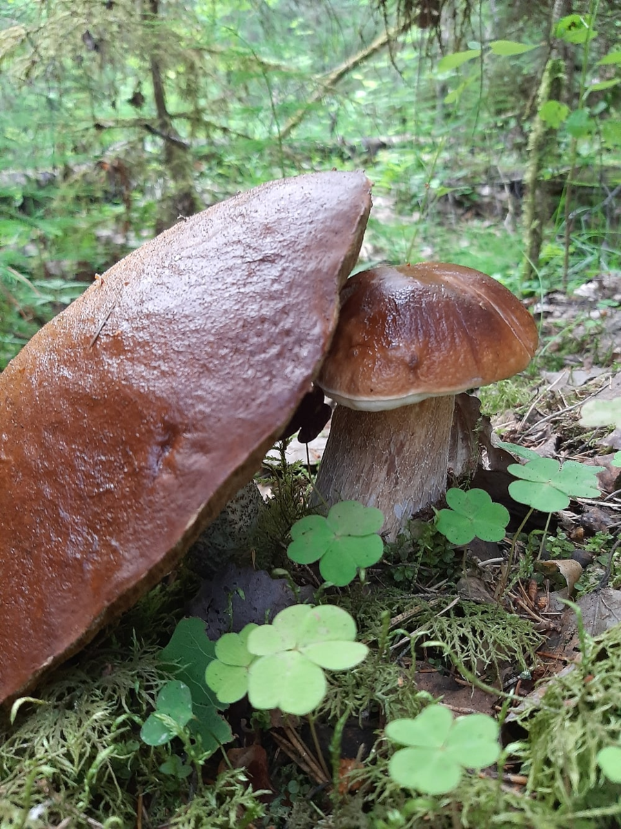 Дубовик оливковый