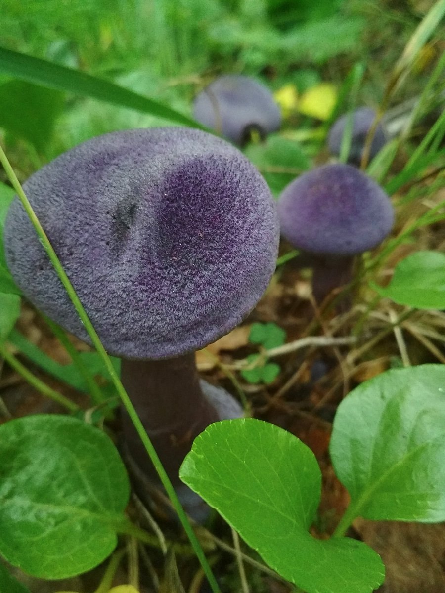 Паутинник фиолетовый