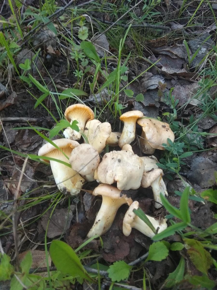 Грибы Брянской области