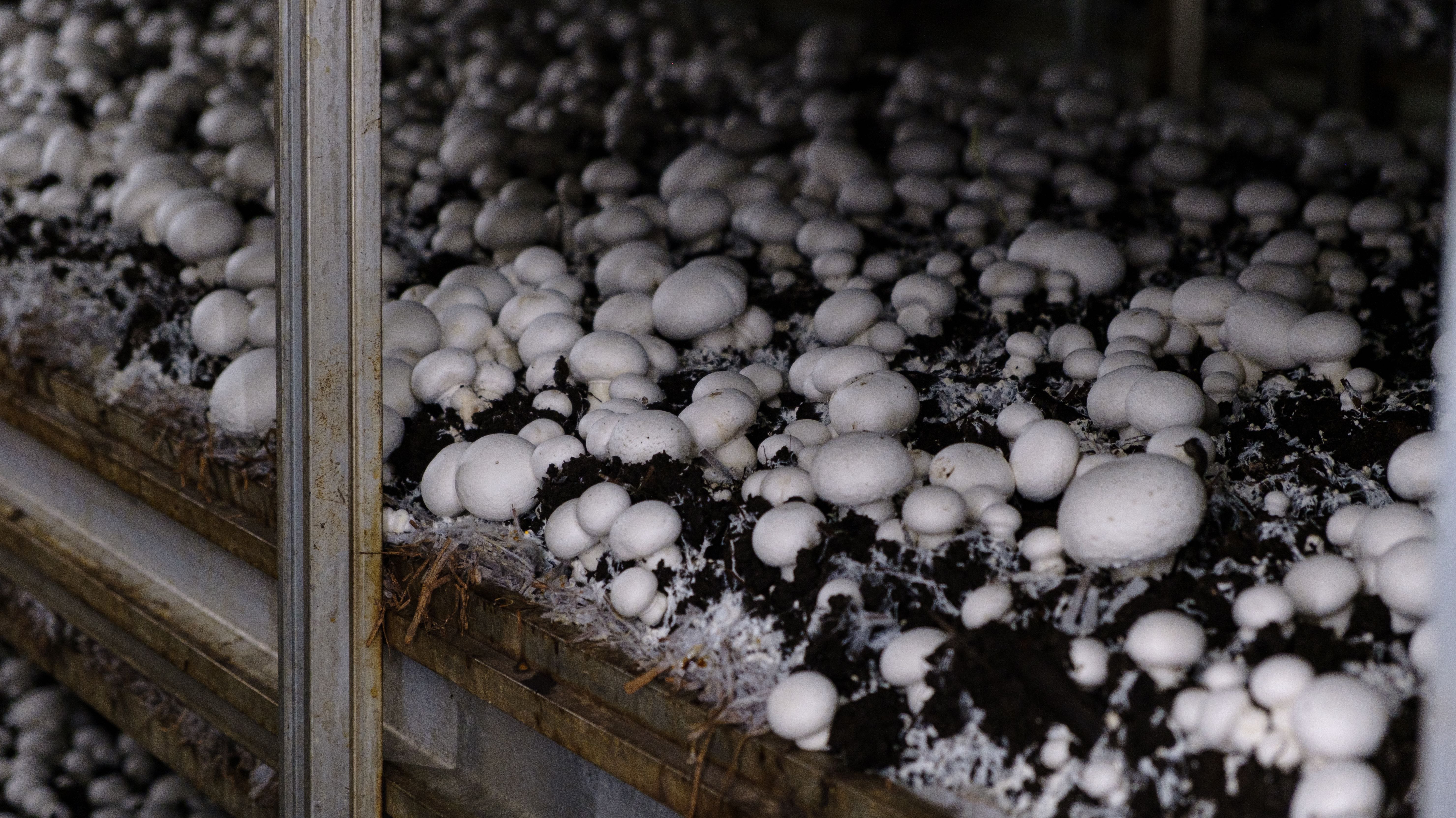 Выращивание грибов шампиньонов в домашних. Грибная ферма шампиньоны. Полив шампиньонов. Ферма шампиньонов в гараже. Шампиньоны на навозе.