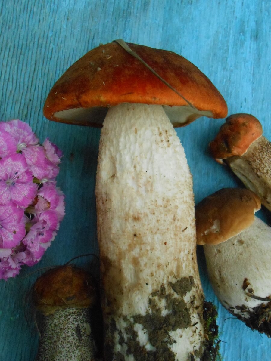 Подосиновик серебристый