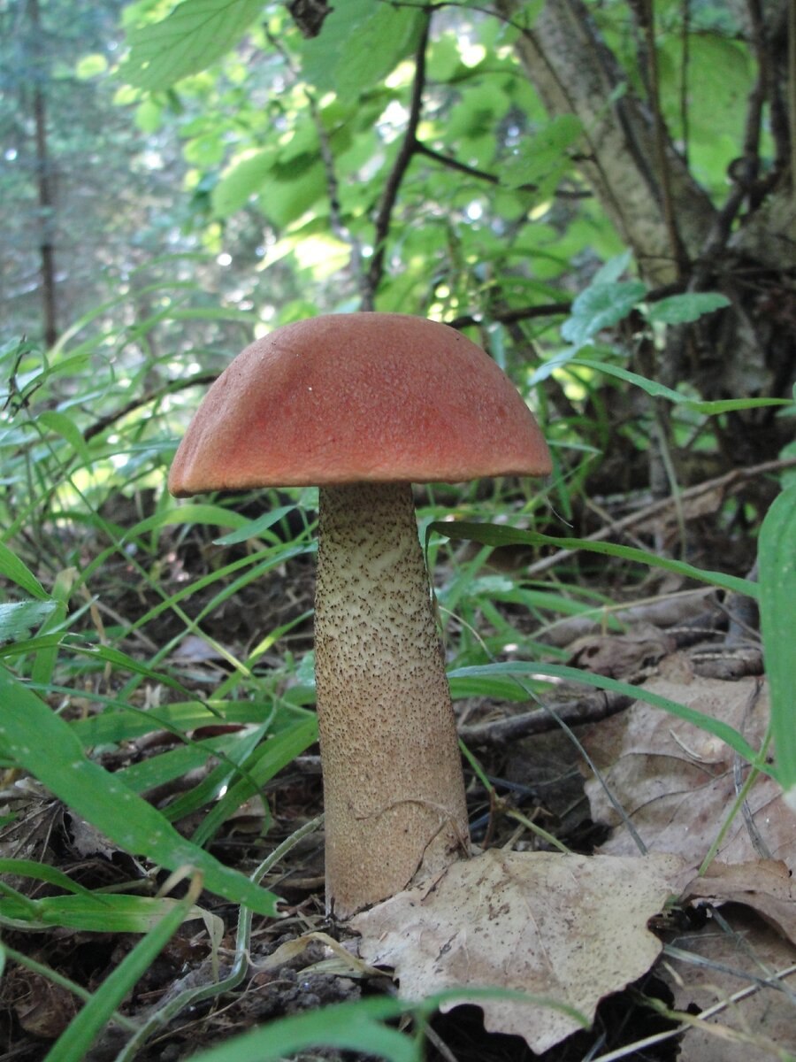 Трубчатые грибы Омской области