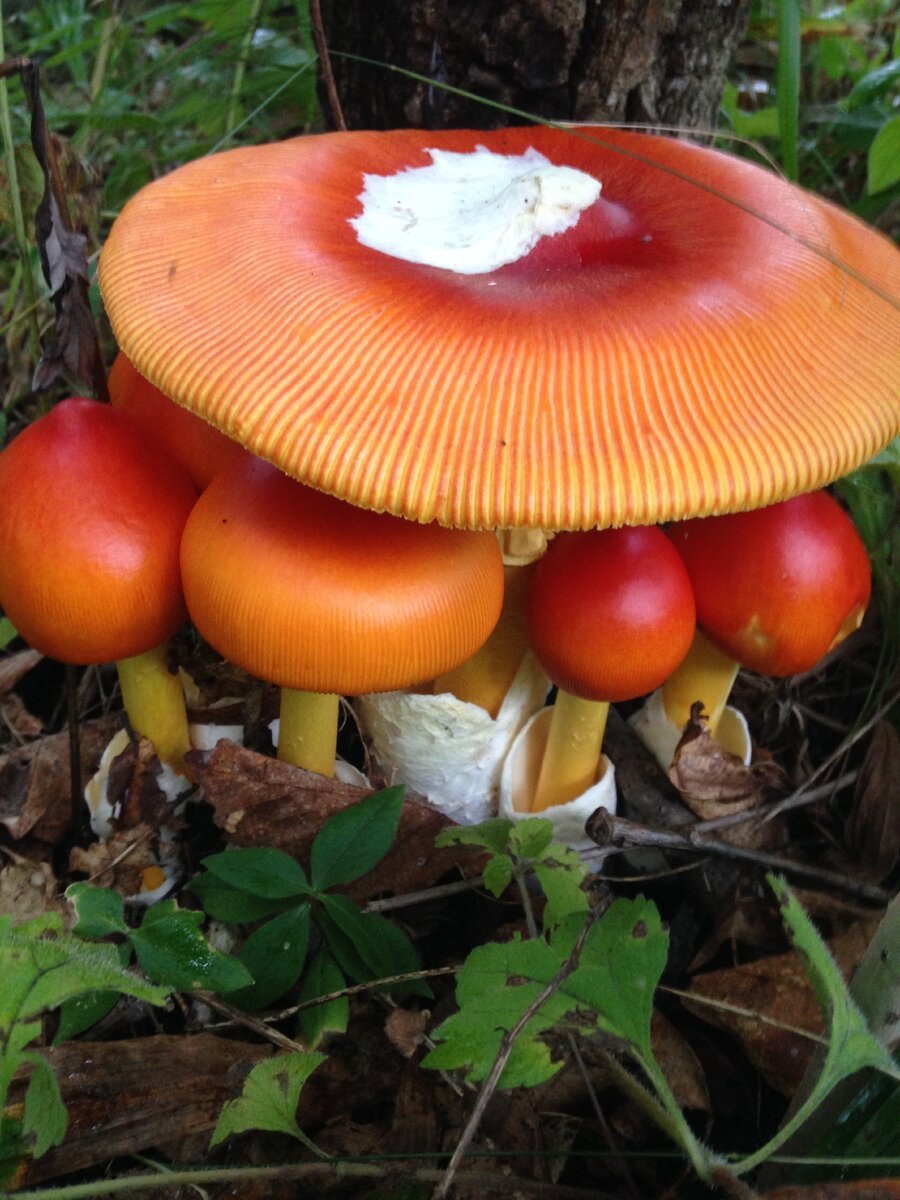 Цезарский гриб Amanita Caesarea