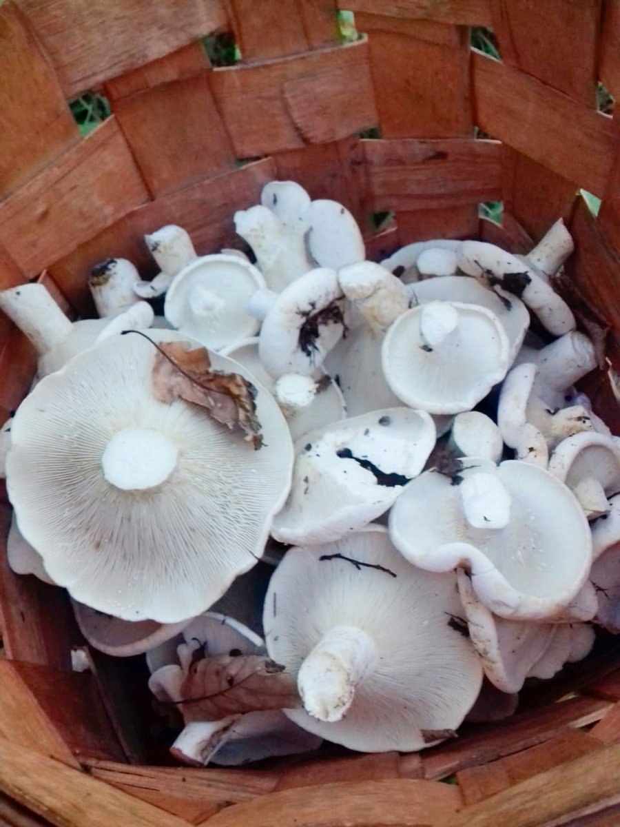 Груздь скрипица