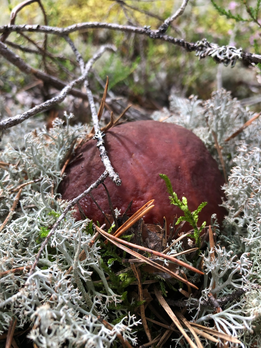 Фото хищных грибов