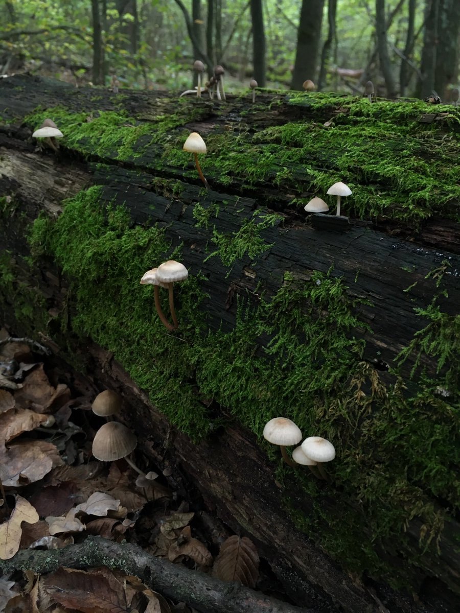 Груздь гриб съедобный