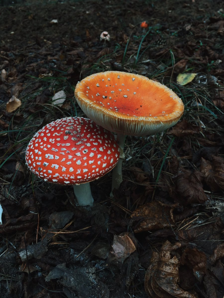 Грузди черные маринованные