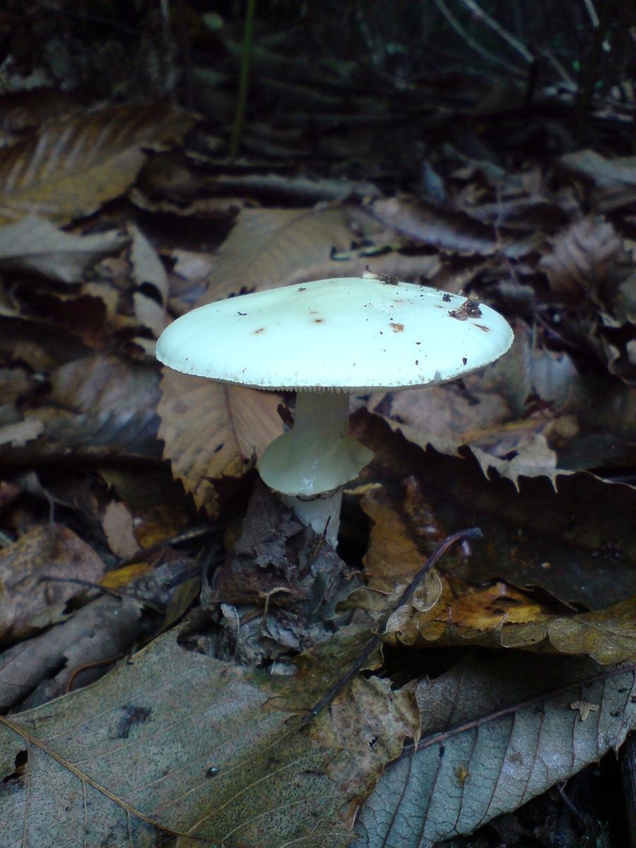 Мухомор весенний (Amanita Verna)