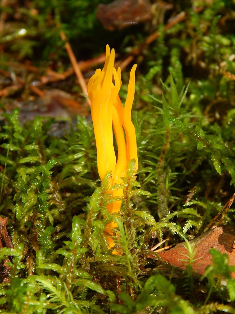 Ярко оранжевый грибок деревья