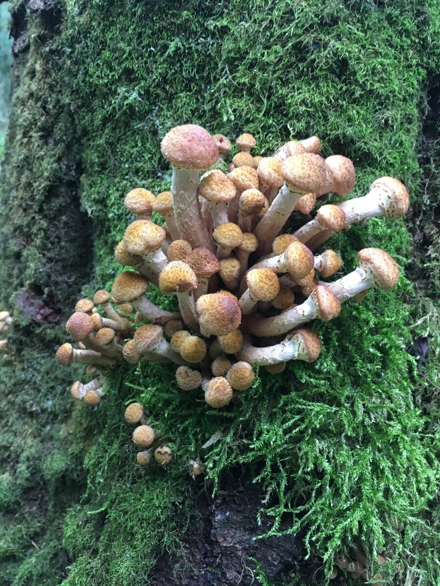 Опёнок консумент или