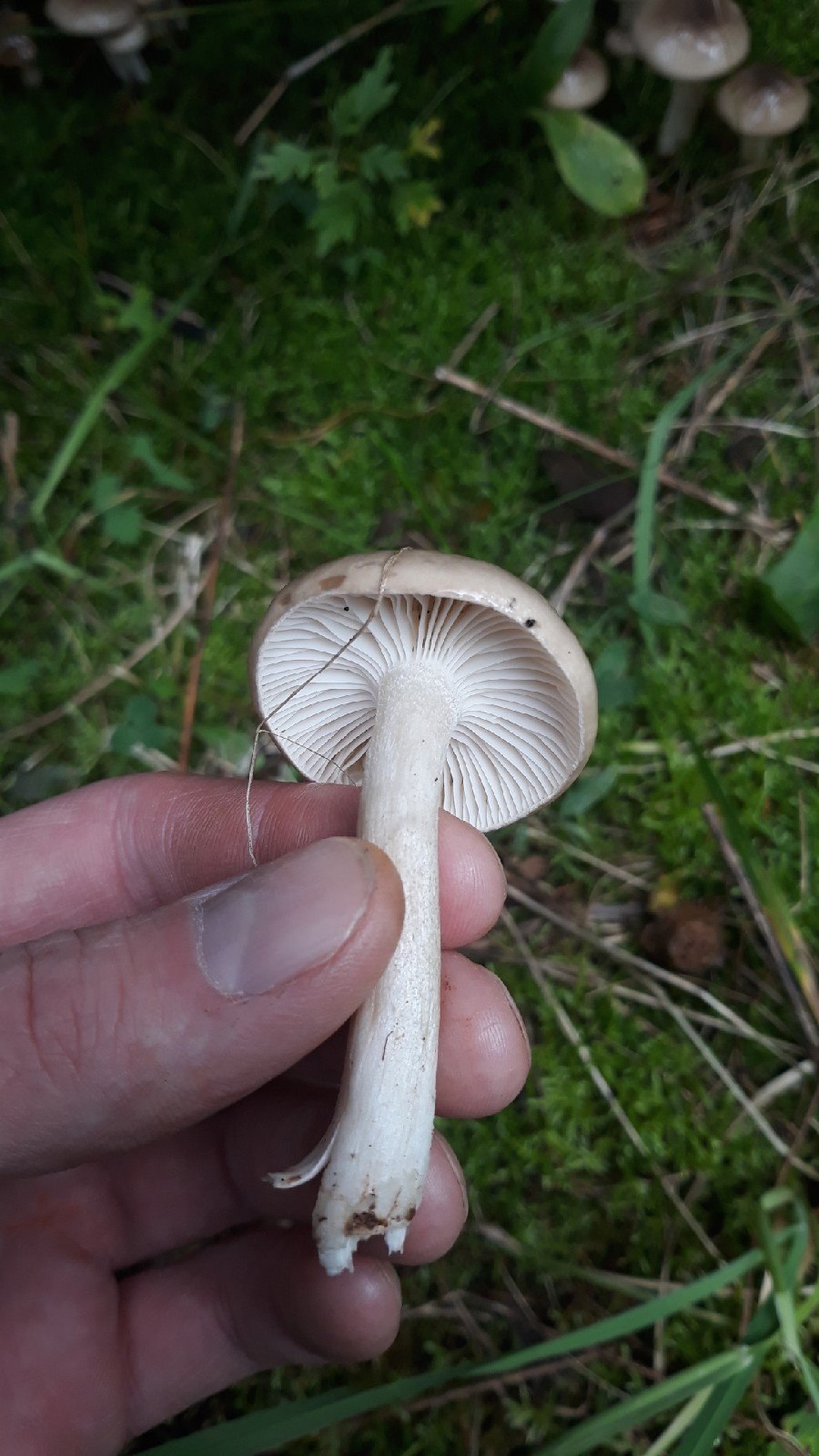 Рядовка Осиновая Tricholoma frondosae