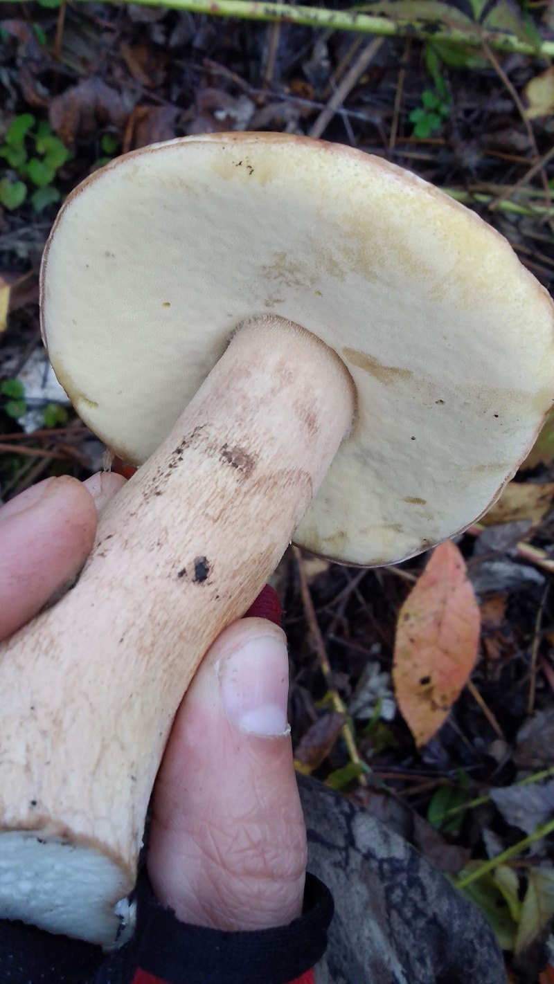 Гриб с белой шляпкой и толстой ножкой