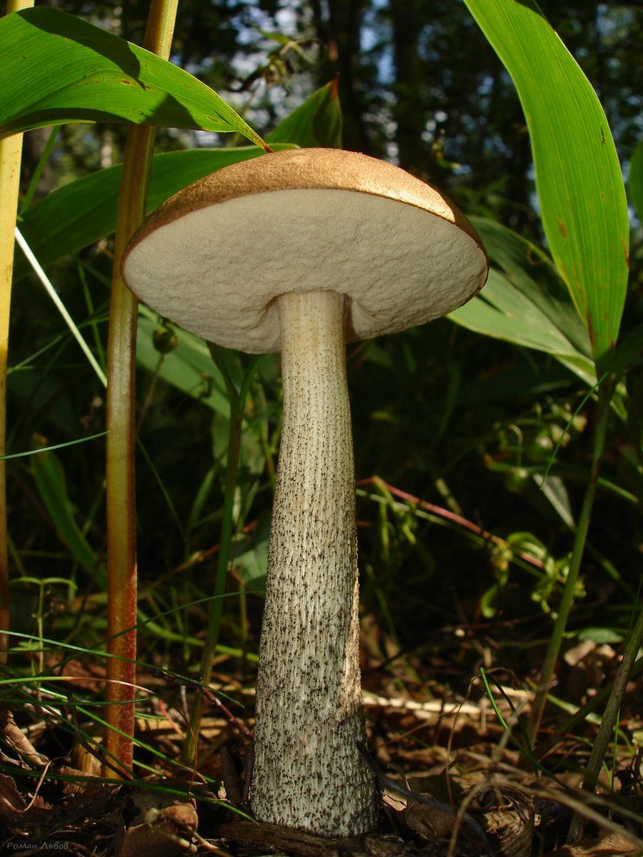 Leccinum holopus