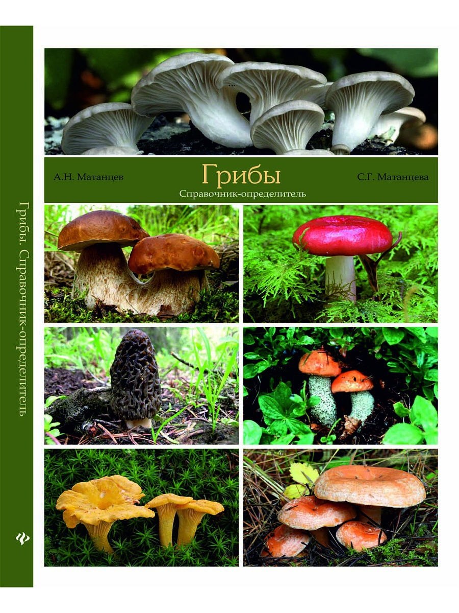 Грибы Матанцев справочник-определитель