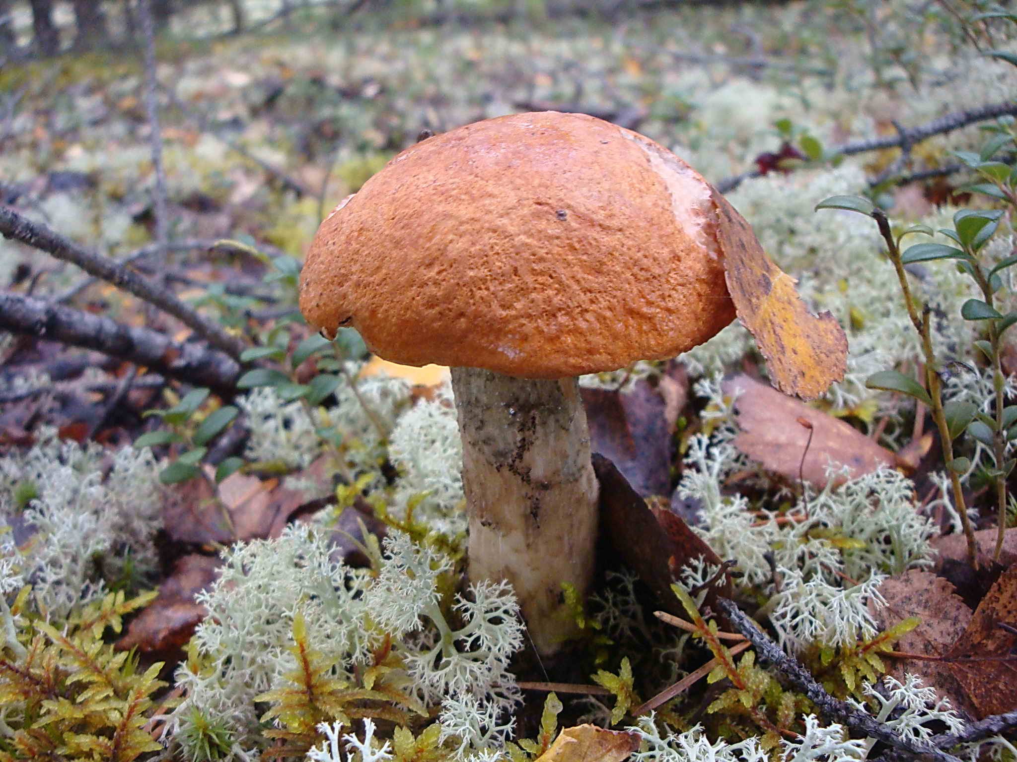 Назовите виды грибов. Северные грибы. Съедобные грибы. Грибы в Карелии. Дикорастущие съедобные грибы.