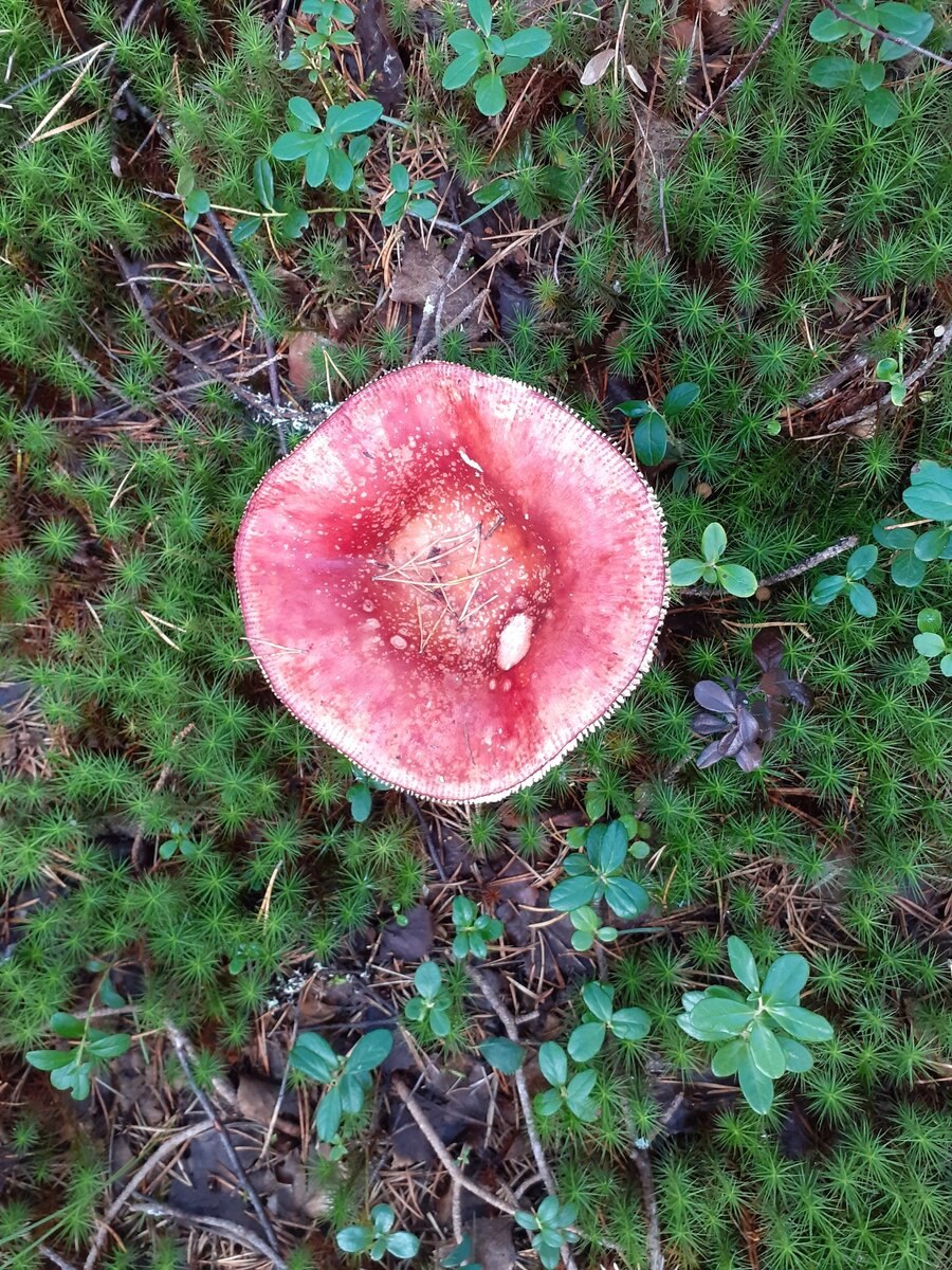 Сыроежка съедобная (Russula vesca).