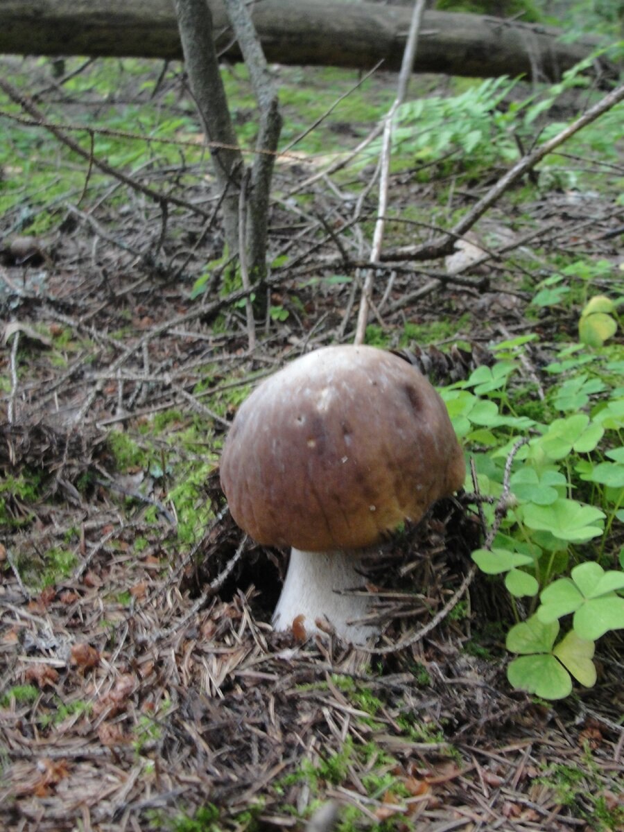 Гриб длинный белый