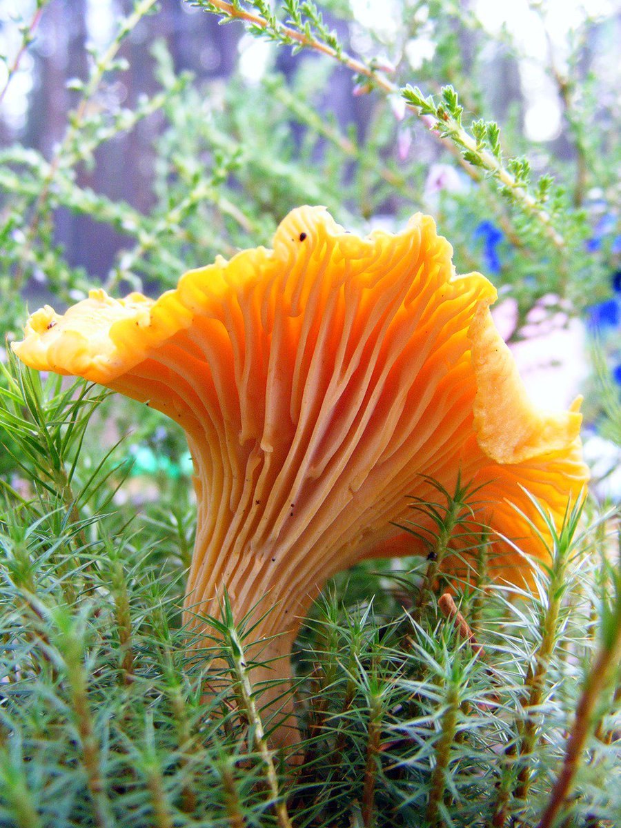 Королевская Лисичка гриб