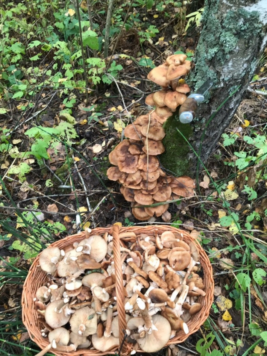 Грибы в Алтайском крае подтопольники